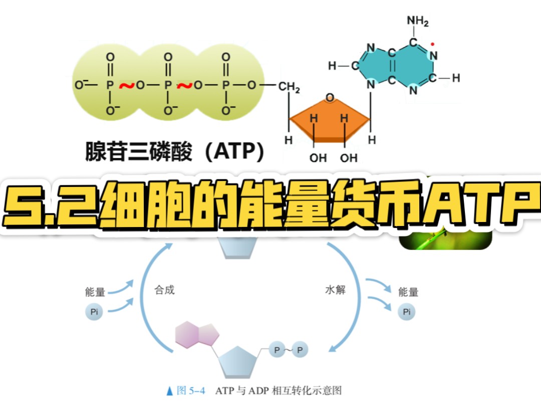 5.2细胞的能量货币atp
