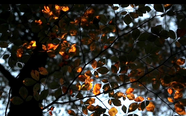 [图]【Projections in the Forest】 - 夜光森林Bioluminescent Forest