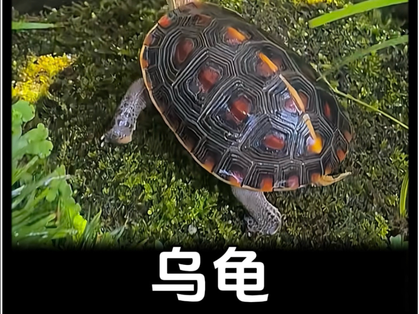 为什么吃甲鱼不吃乌龟呢?为什么在线