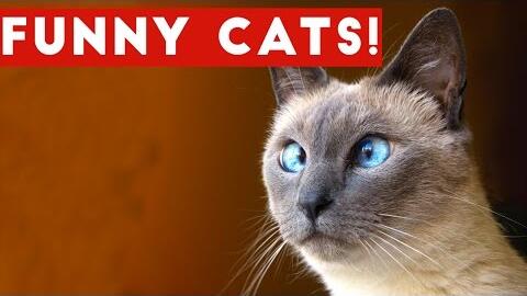 Funny cat best sale videos 2017