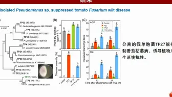 iMeta | 东北农大吴凤芝组/南京农大韦中揭示了生物炭抑制作物土传病害机理