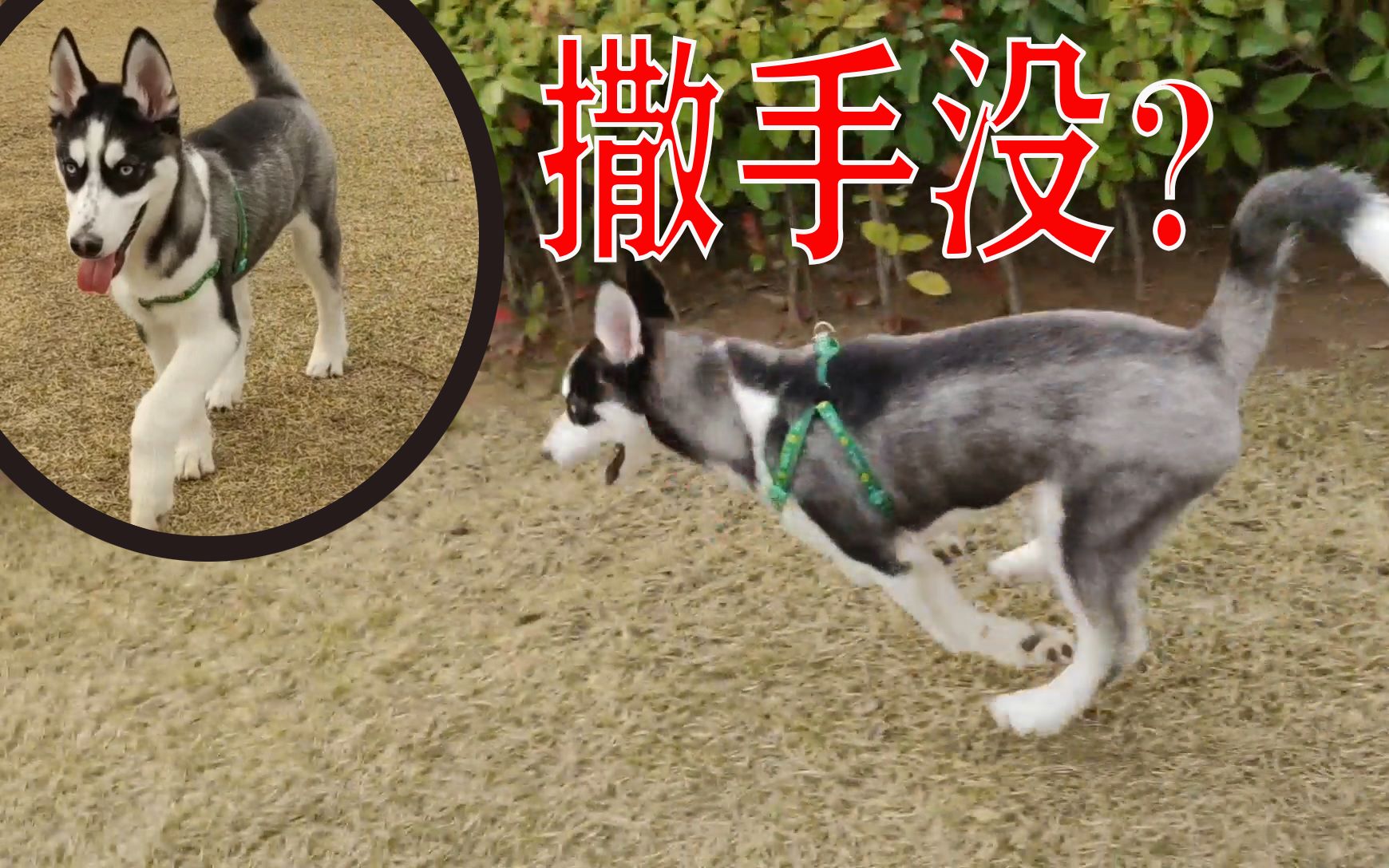 二哈不愧是撒手没!撒丫子一路狂奔,跑得男子差点昏厥