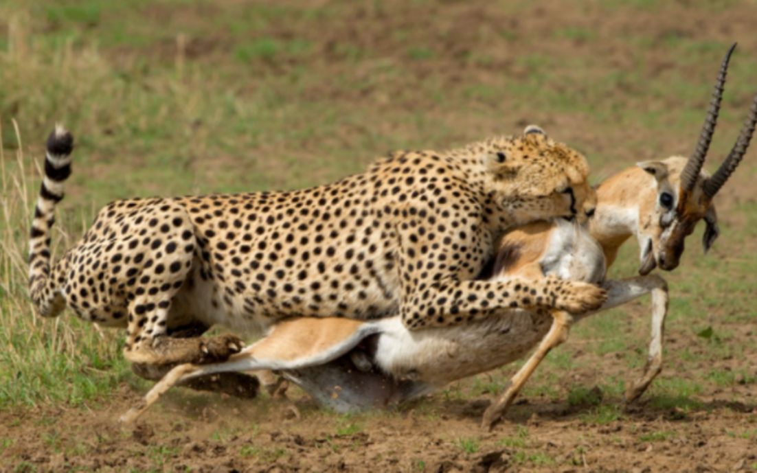 猎豹捕食跳羚,跳羚跑不赢猎豹含泪撞树自尽了,猎豹看懵了!