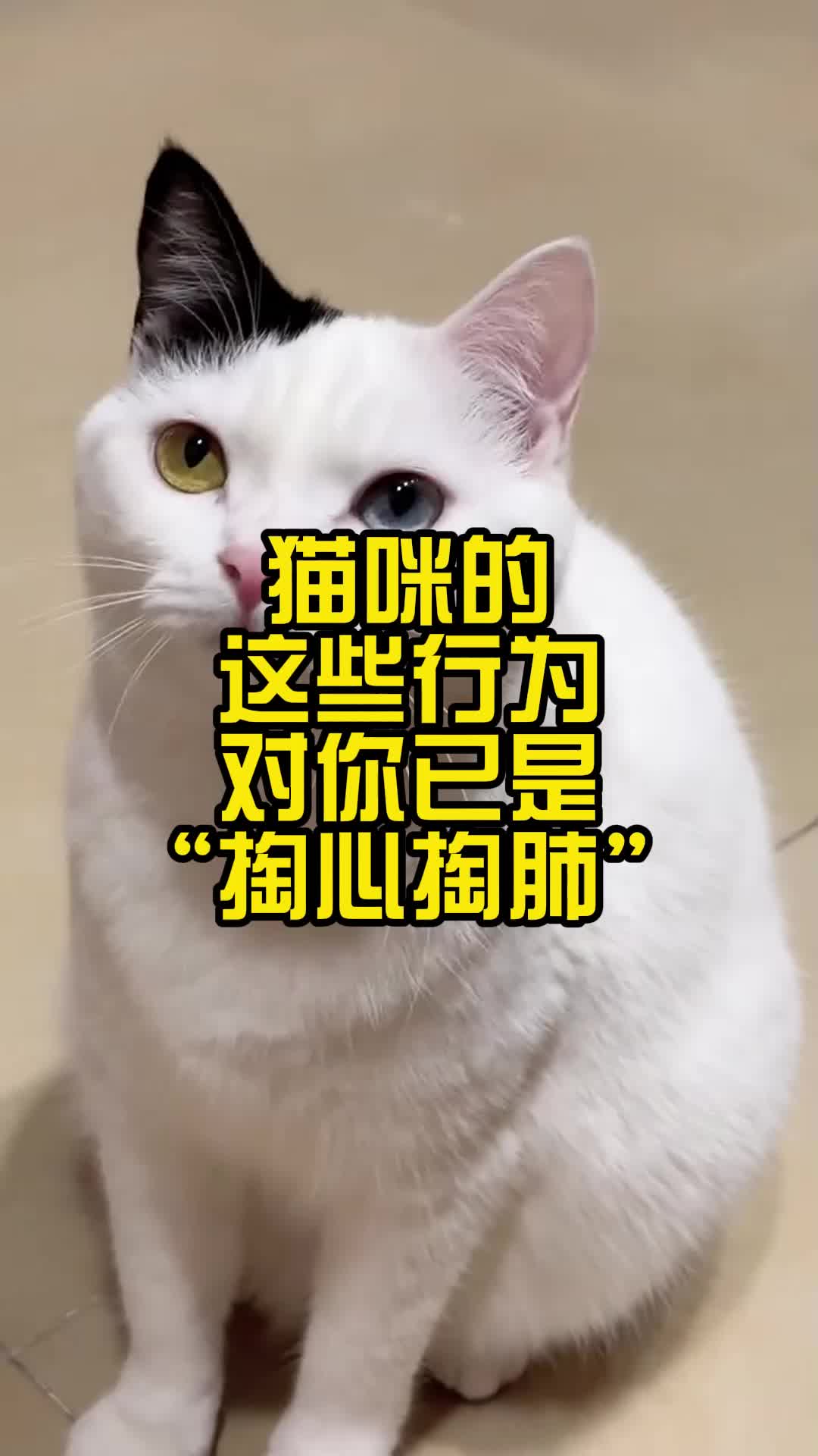 [图]猫咪的这些行为，对你已是“掏心掏肺”