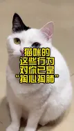 Télécharger la video: 猫咪的这些行为，对你已是“掏心掏肺”