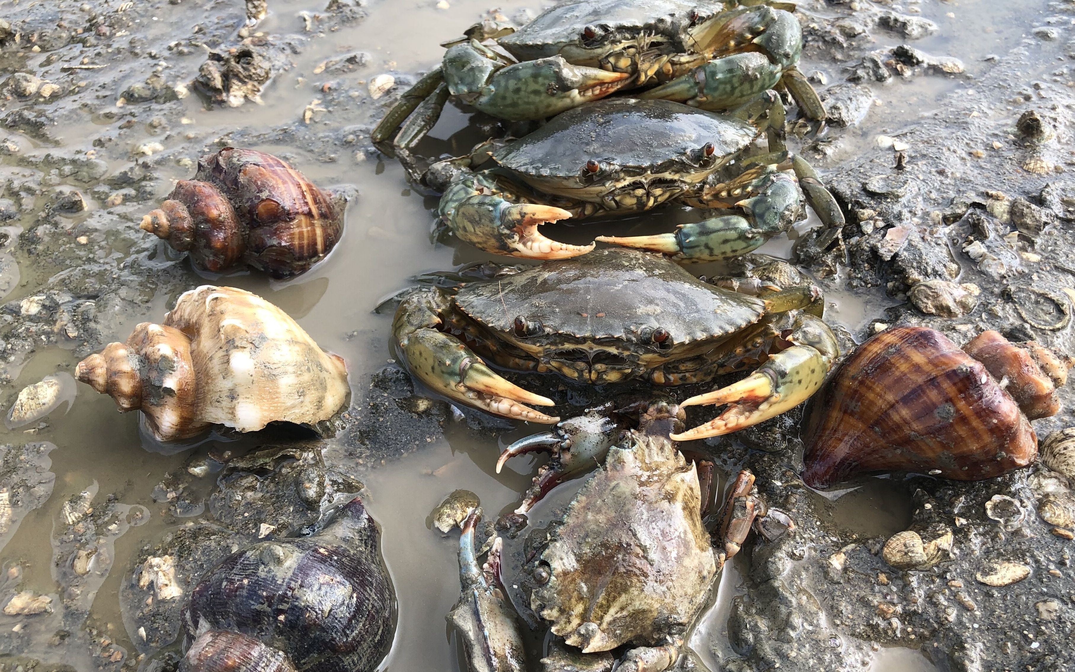 广叔到滩涂赶海,任性到成窝的海货都不要,专挑精品抓