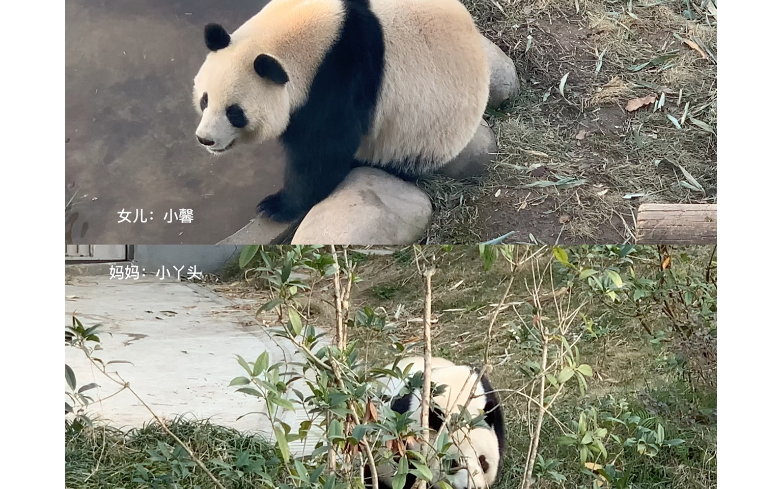 大熊猫小丫头:2006年8月31日出生于成都大熊猫繁育研究基地,妈妈是二丫头,爸爸是琳琳,奶奶是白雪,爷爷是新兴,外婆是庆庆,外公是小平平.哔...