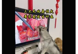 Download Video: 如果让三大无攻击性犬看家会发生什么