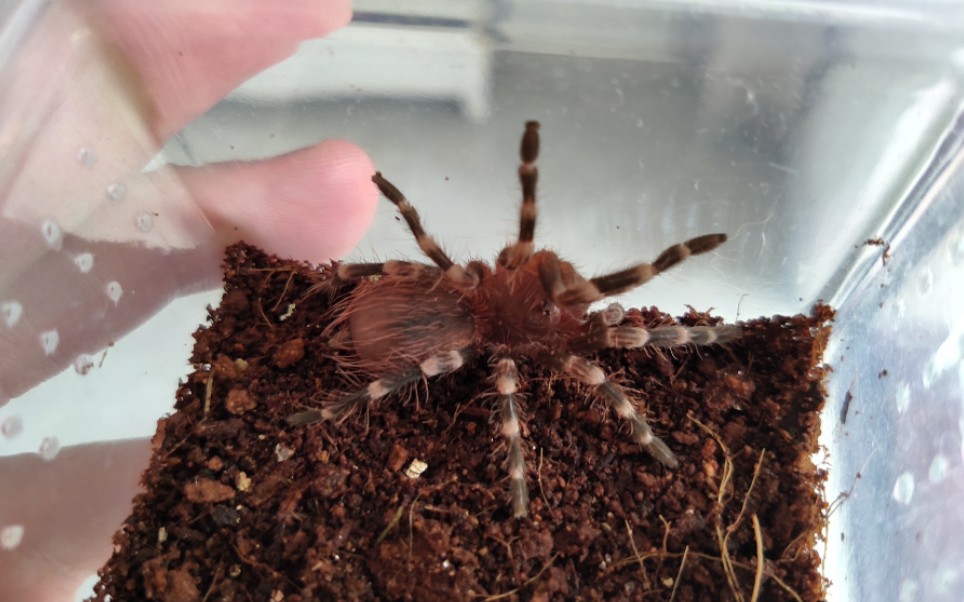 【巴西白膝头】在某宝上买的小鸡蛛,4-5cm大幼体._哔哩哔哩_bilibili