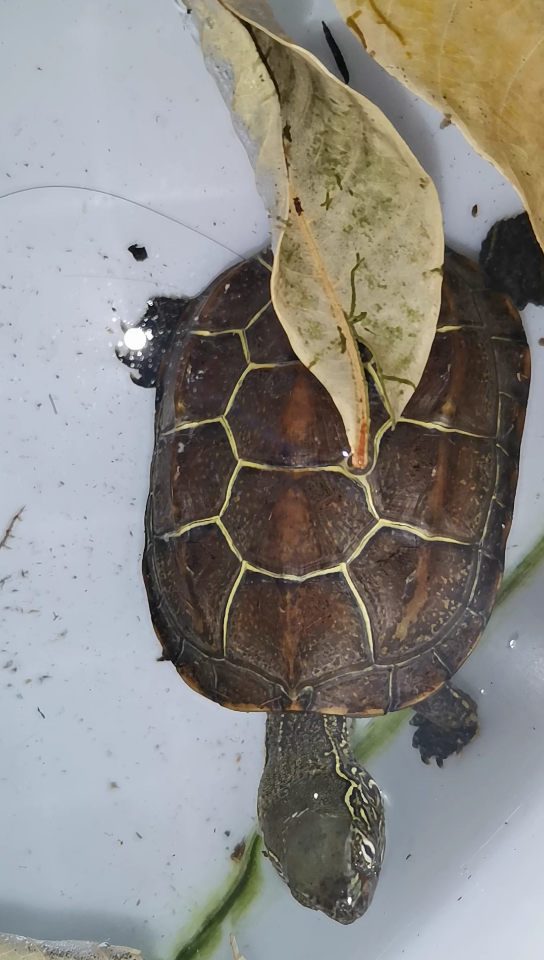 近距离感受国龟之美