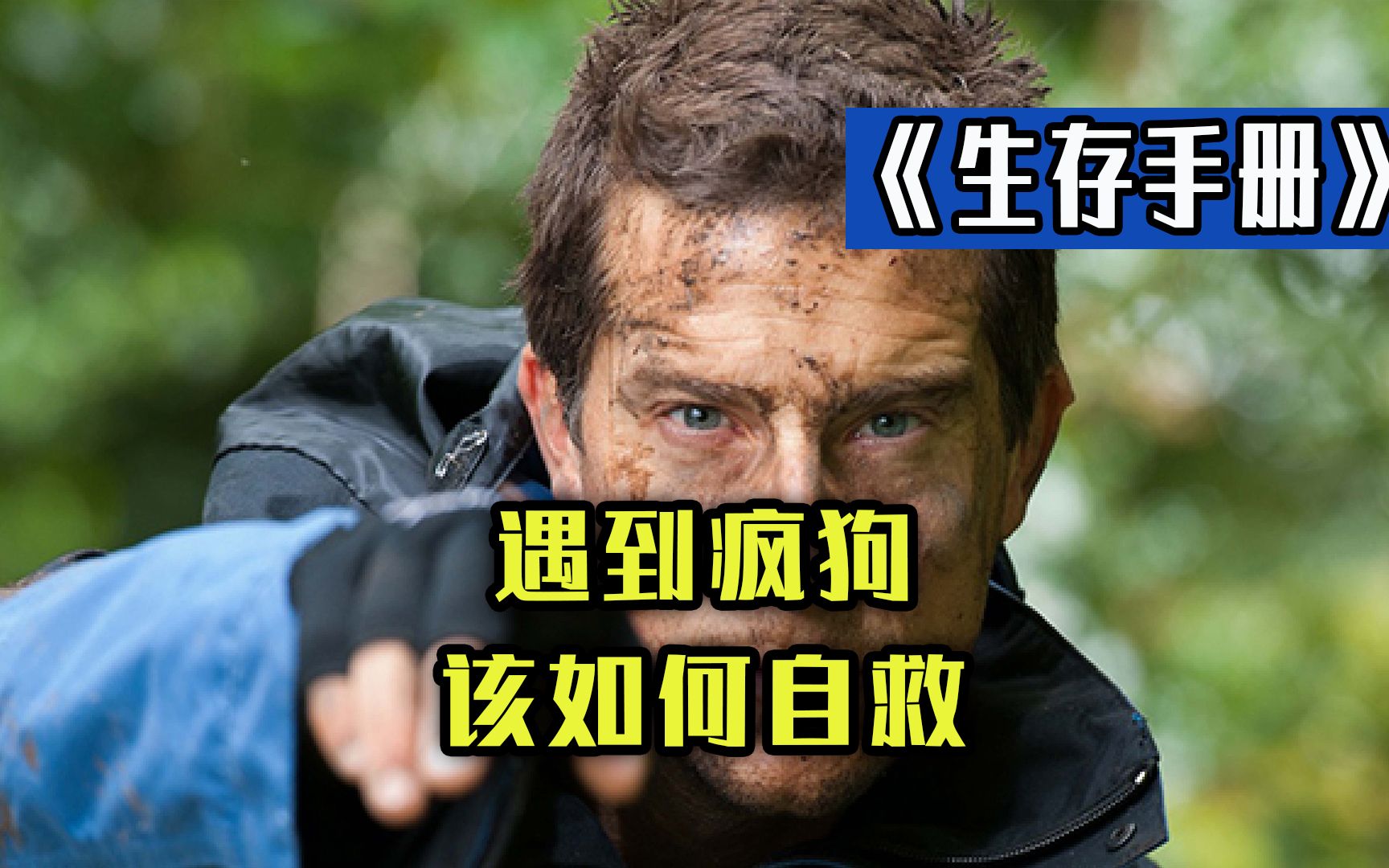 好狗不挡道,路遇恶犬,贝爷教你如何自救《生存手册》