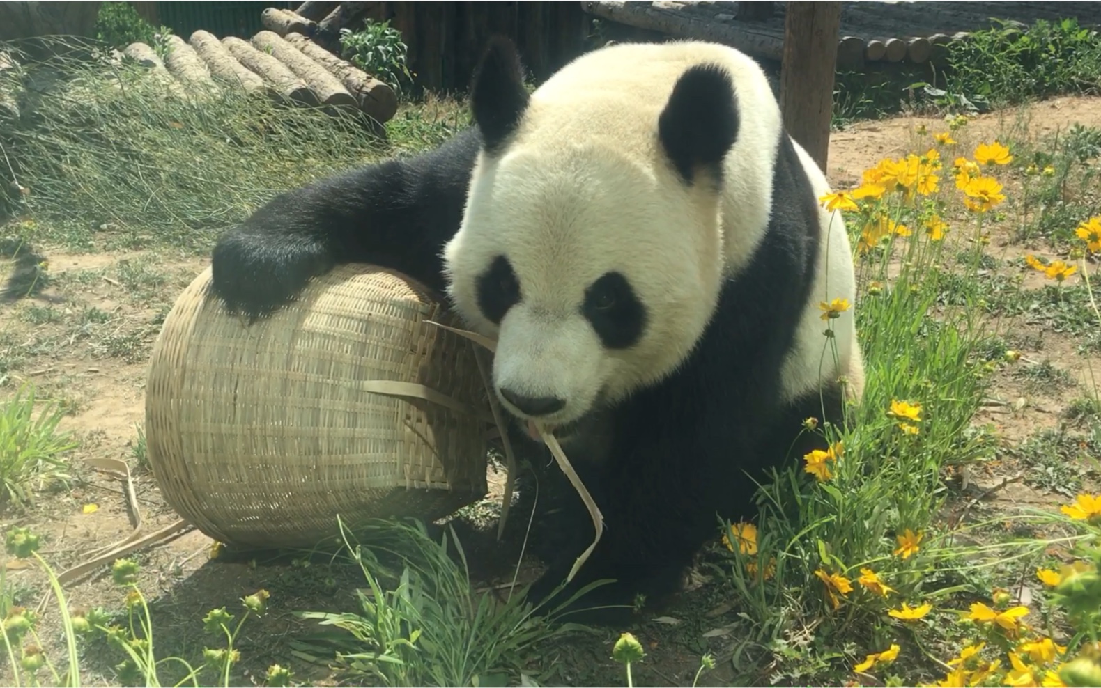 【大熊猫金虎】在拆筐这件事上 金虎宝宝绝对就是个熟练工