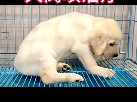 犬窝咳的症状和治疗哔哩哔哩bilibili