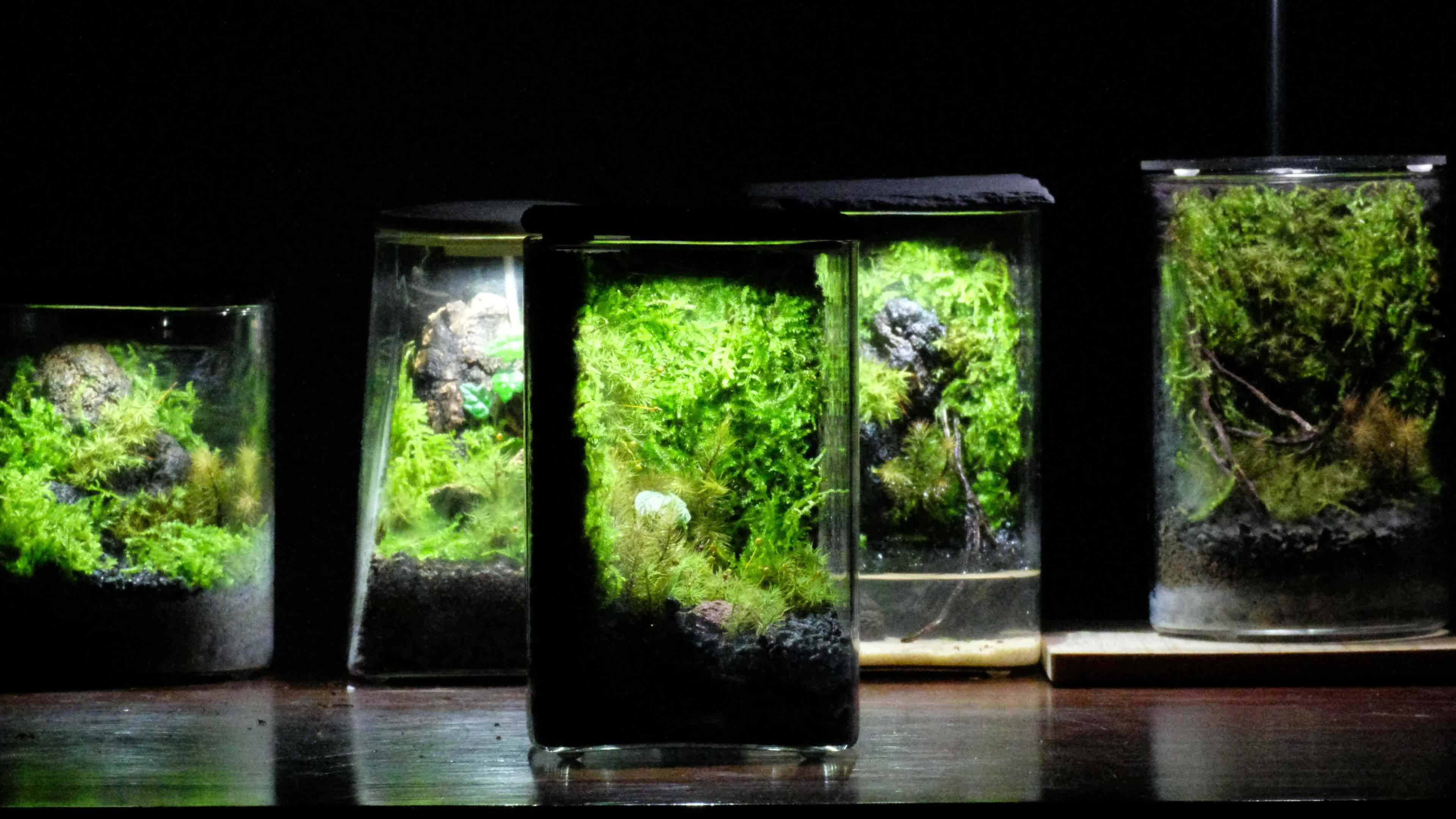 桌面生态微景观