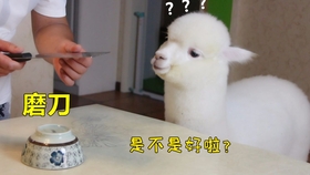 羊驼吃东西是目前为止让我看的最舒服的吃播了 沙雕日常 哔哩哔哩 つロ干杯 Bilibili