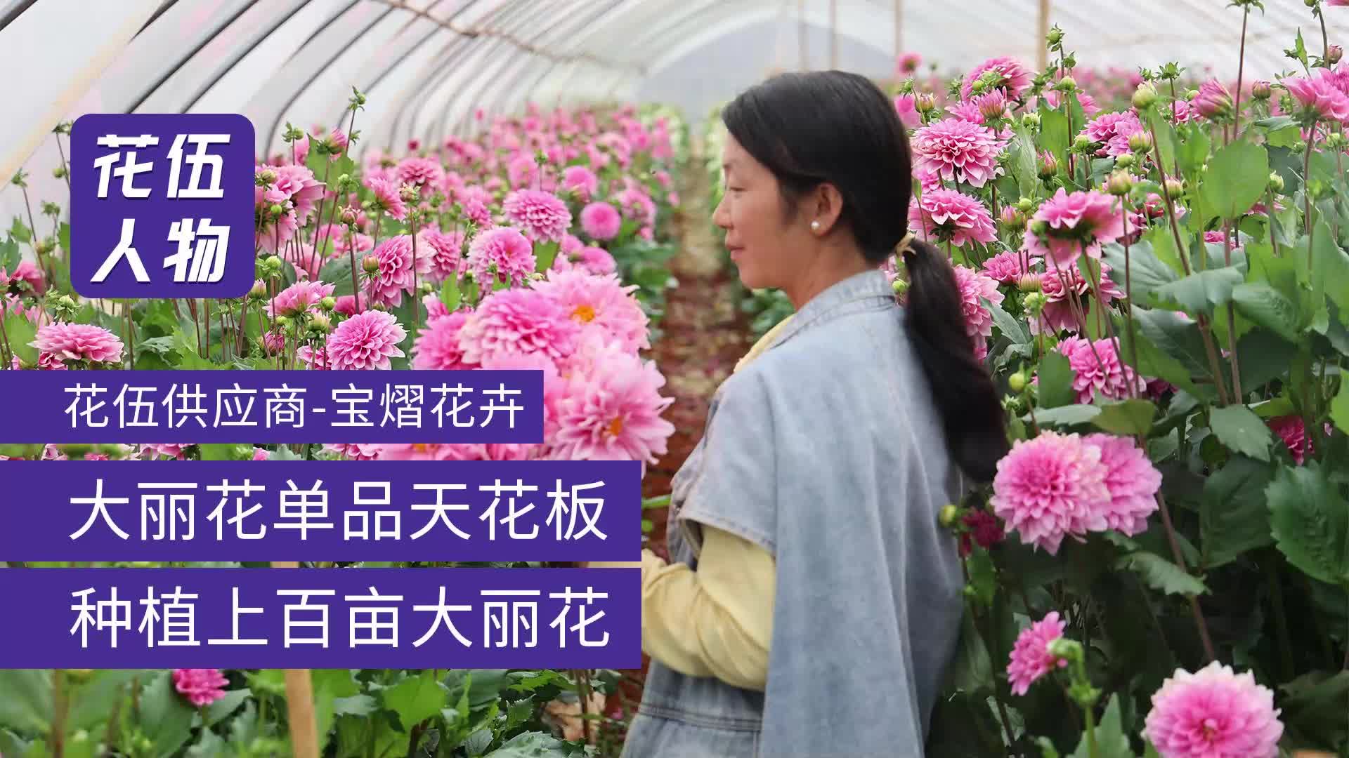 大丽花天花板,花伍优质供应商!哔哩哔哩bilibili