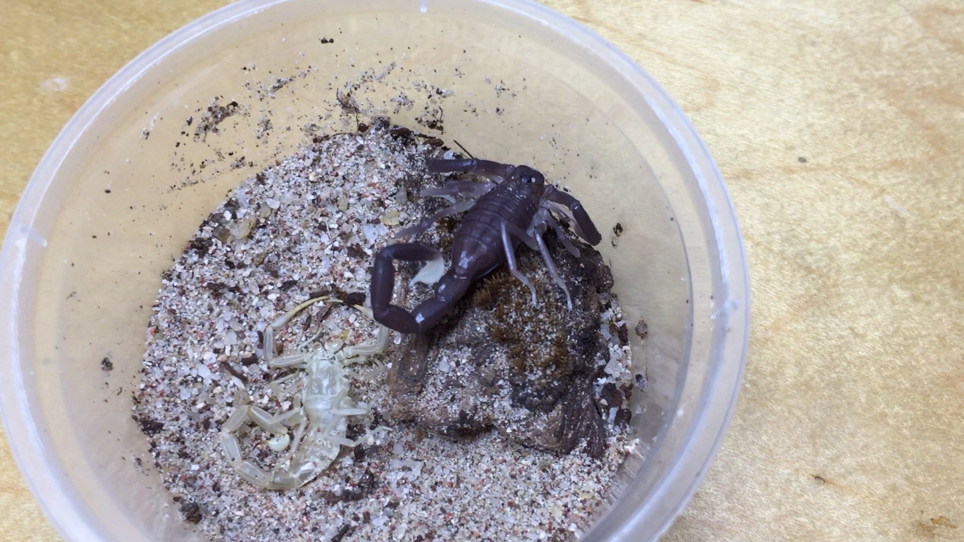 超漂亮的新蜕约旦滑尾蝎(lj)