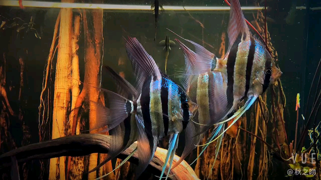 《埃及神仙鱼》