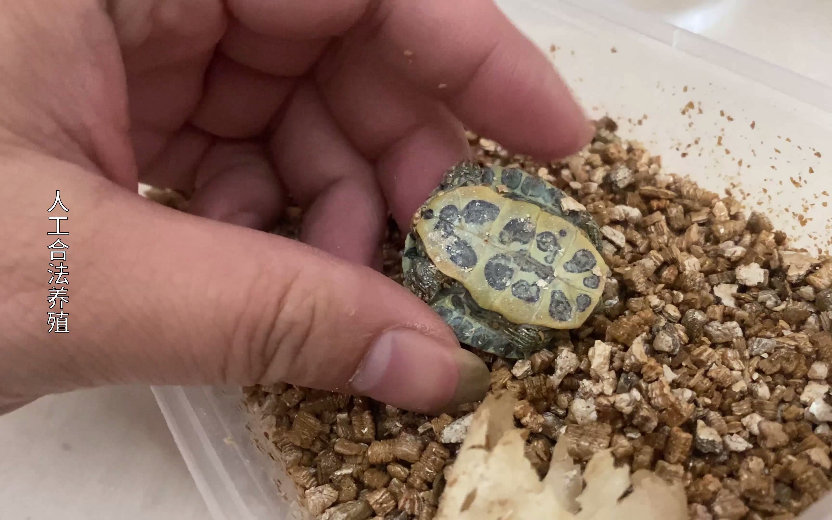 遗忘半年的巴西龟苗,孵化蛭石里坚强的活着_哔哩哔哩_bilibili