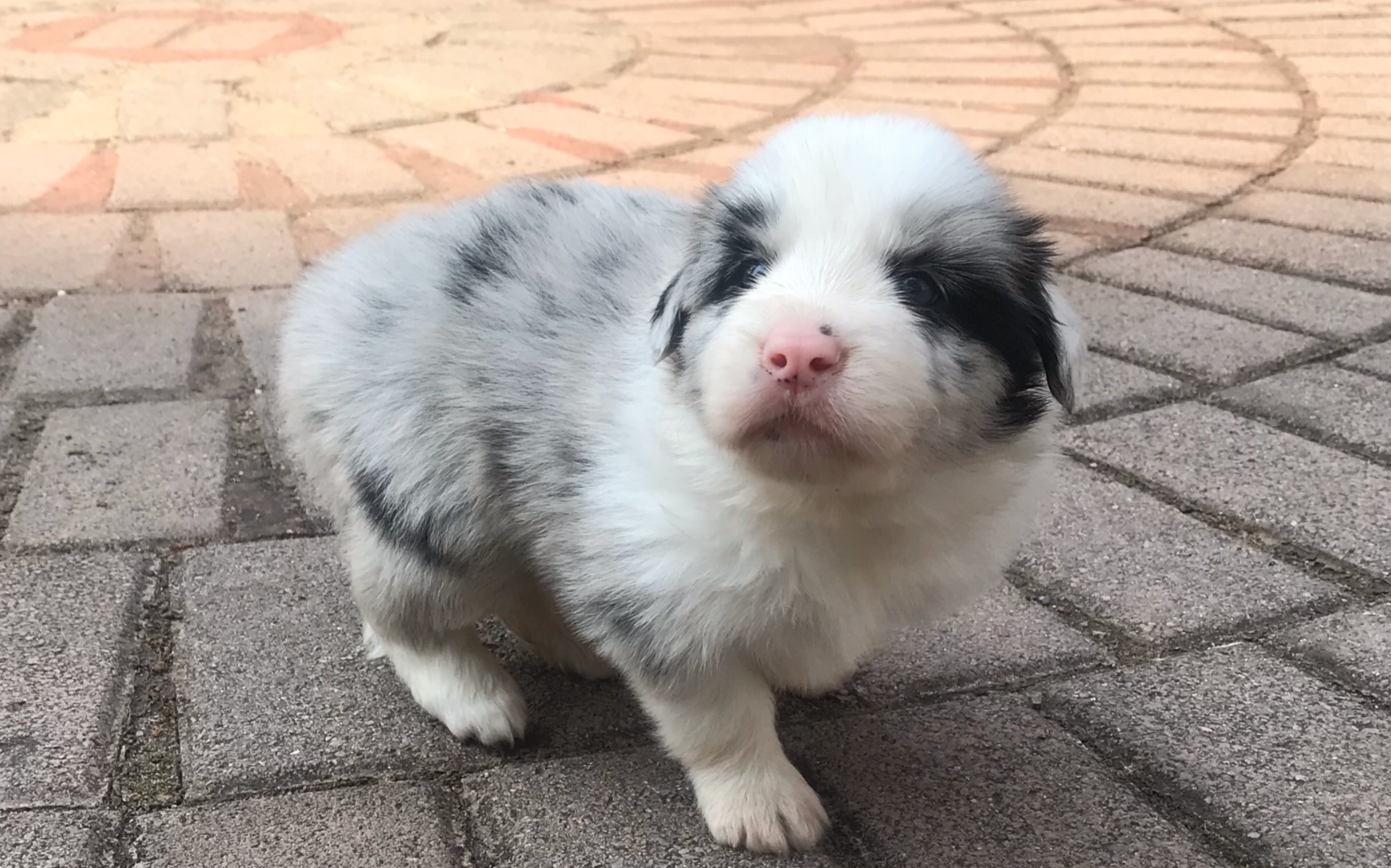 陨石边牧一个月大的边牧宝宝除了睡觉就是捣乱