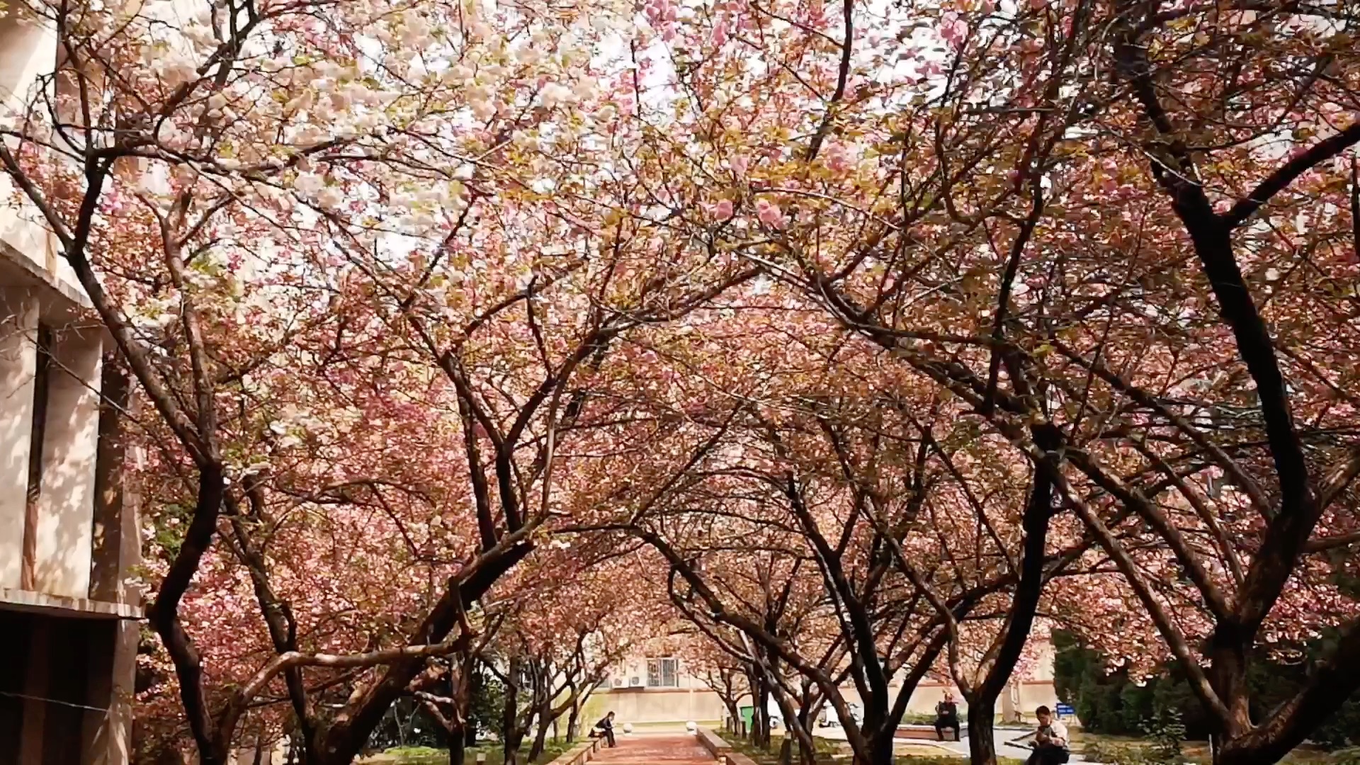 河南农业大学樱花小道樱花季