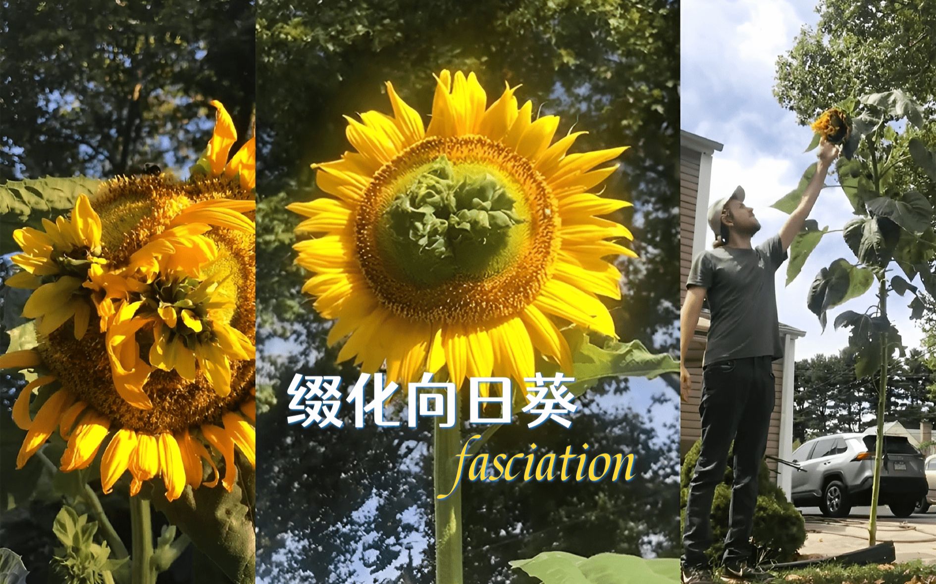 [图]你见过缀化的向日葵吗？🌻