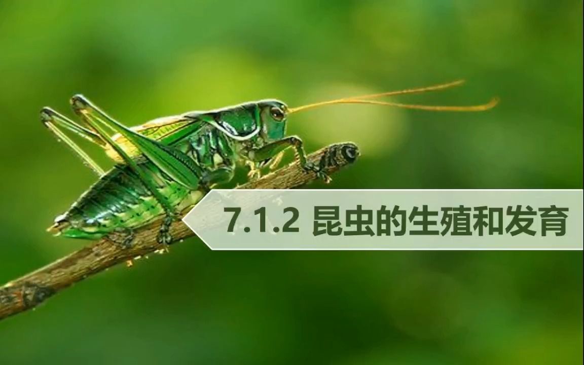 初中生物八年级(下)7.1.2 昆虫的生殖和发育哔哩哔哩bilibili