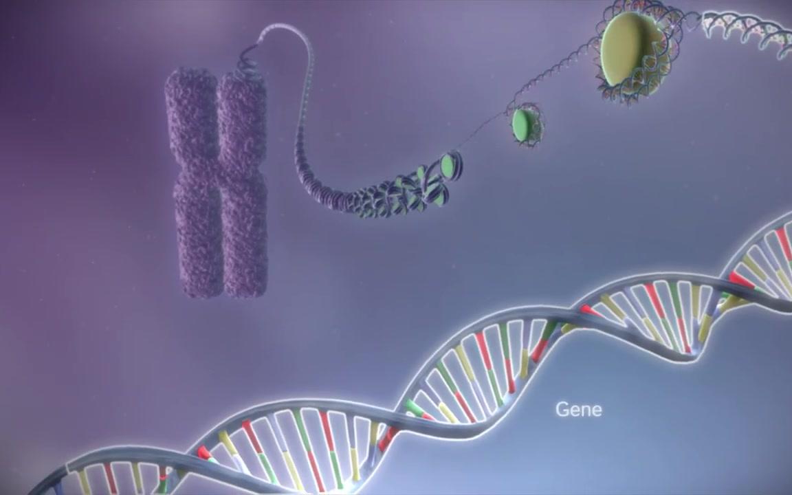 【生物动画】从DNA到蛋白质(转录,翻译)_哔哩哔哩_bilibili