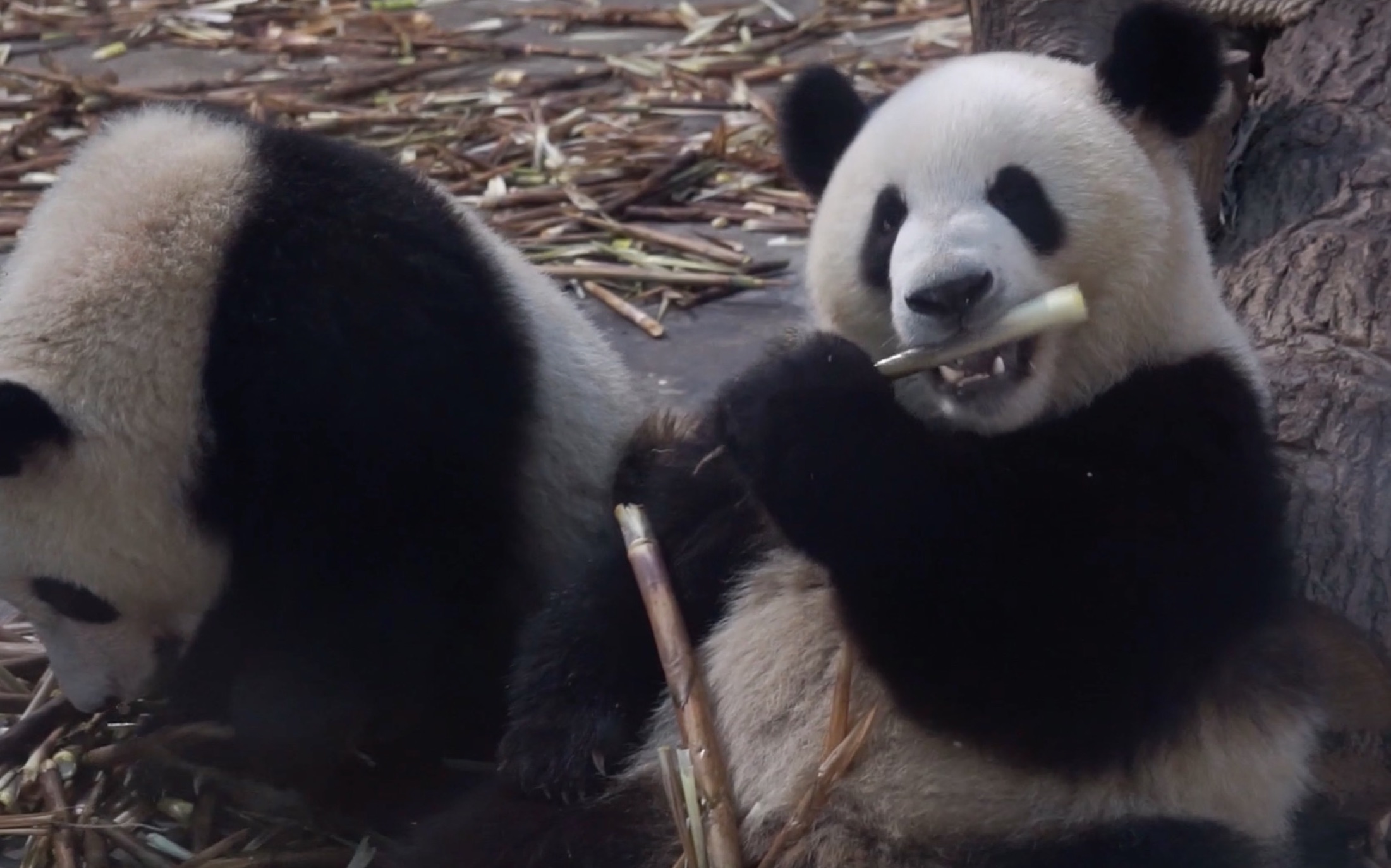 【大熊猫萌兰】么么儿手脚并用拒绝小雅:边儿去,休想抢我的笋笋!