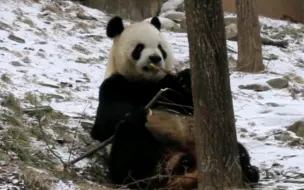 Скачать видео: 四宝的熊熊冬天都喜欢啃一种树枝，也不认识是啥树