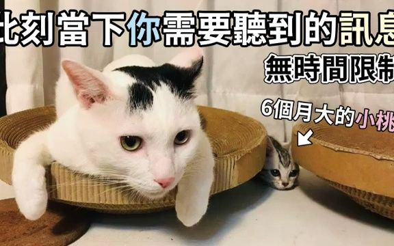 [图]【猫拔塔罗】守護靈緊急訊息致迷惘的你 無時間限制有緣者得