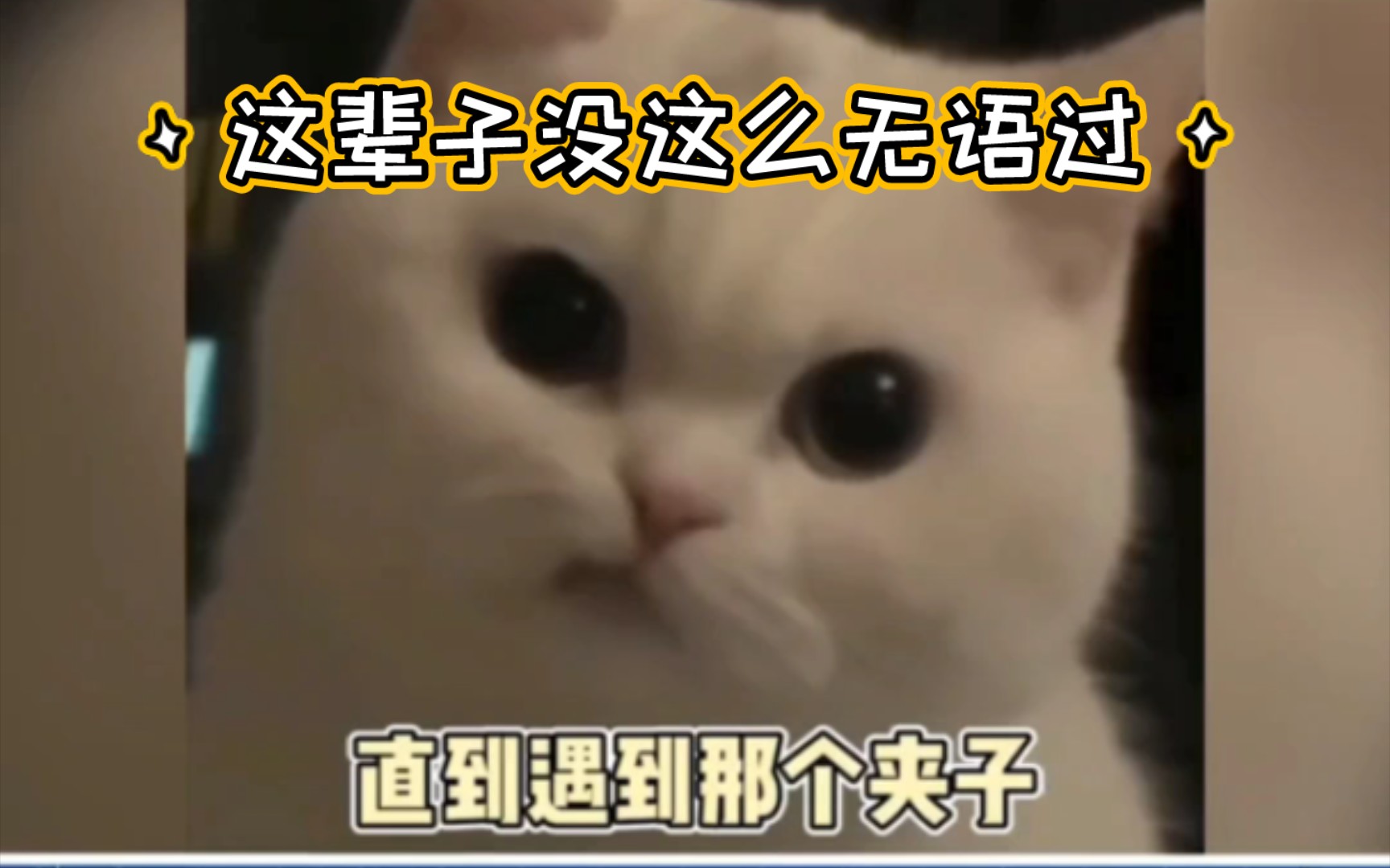 [图]猫：这辈子没这么无语过