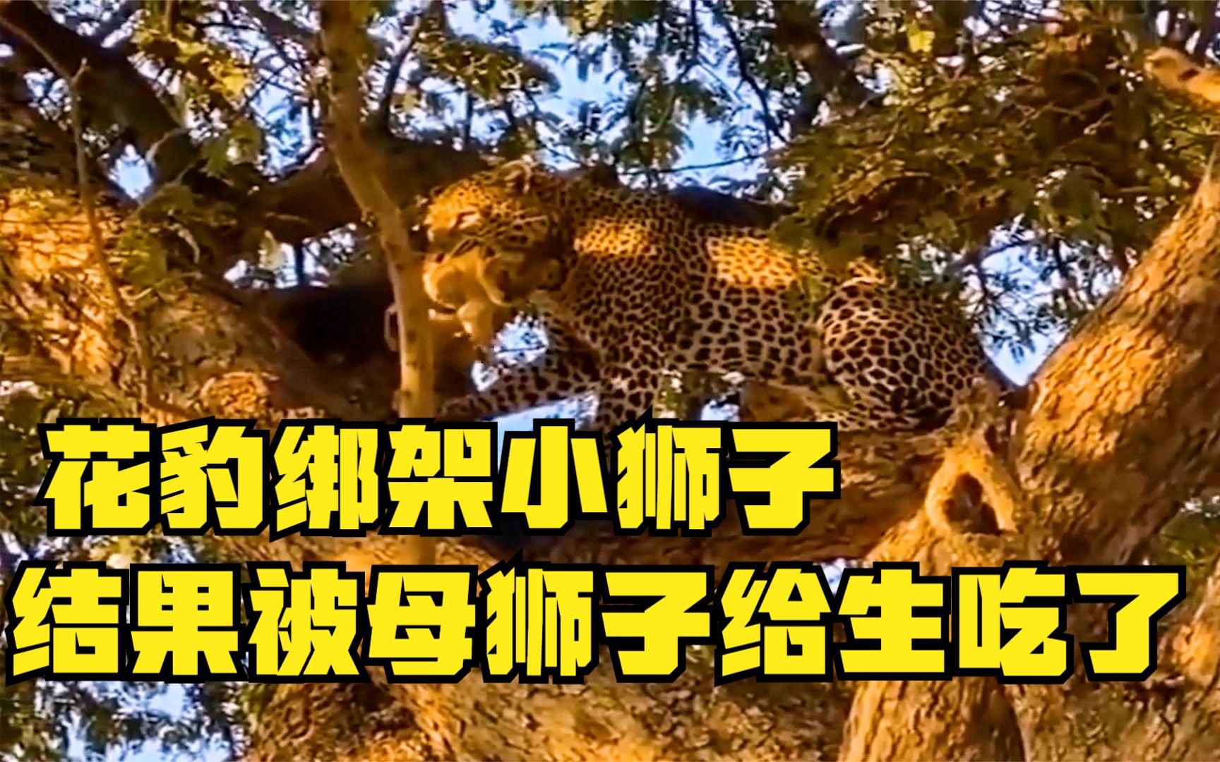 花豹绑架小狮子,害它摔成重伤,最后母狮子把花豹生吃了