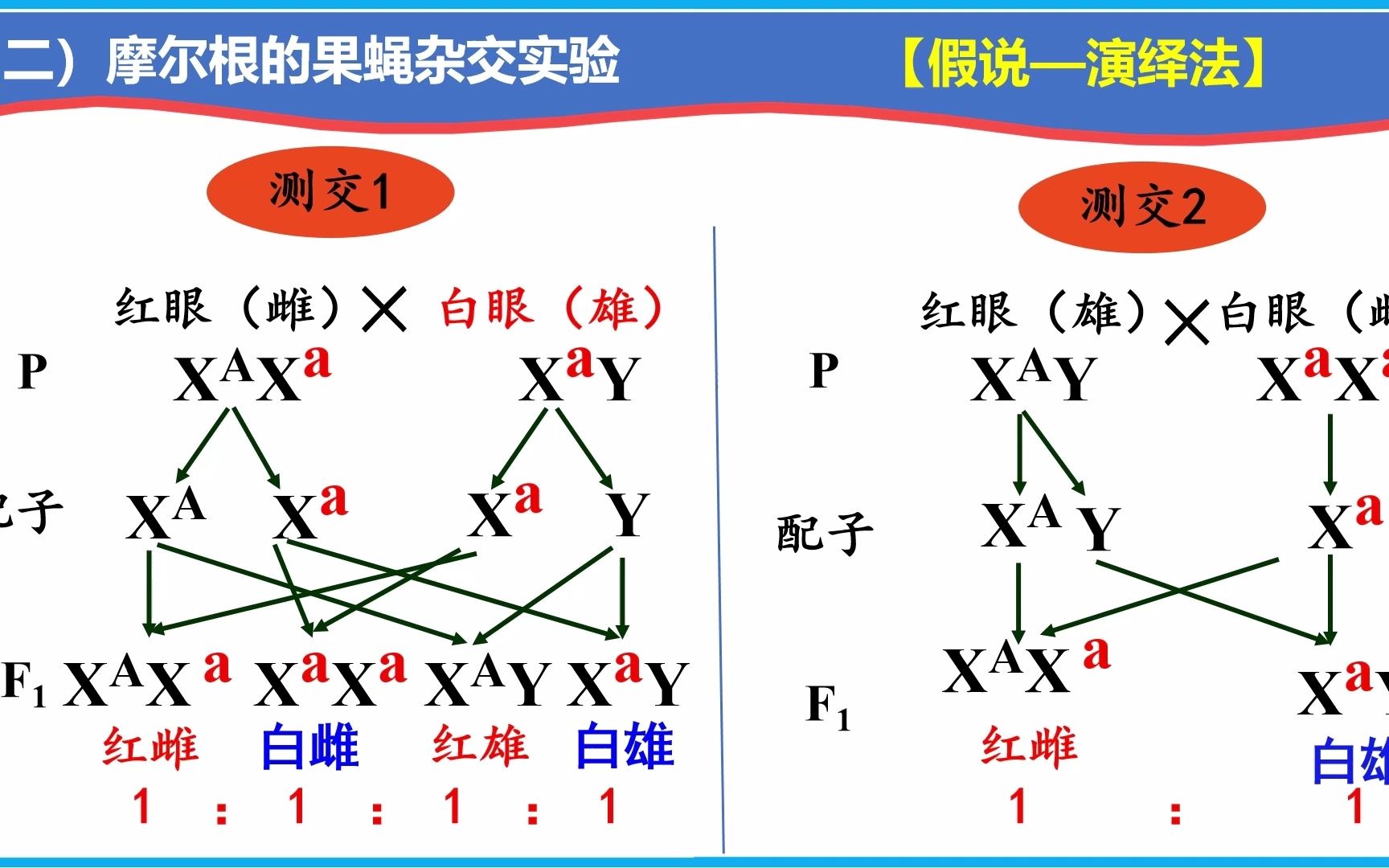 2 2基因在染色体上