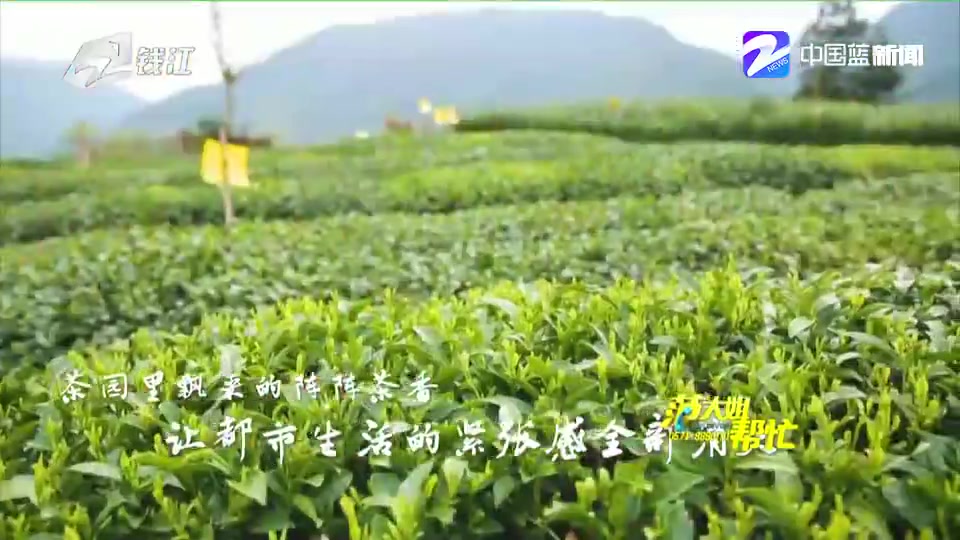 [图]【浙江松阳】住民宿 采茶叶 骑行松阳乐无边（范大姐帮忙 2019年4月7日）