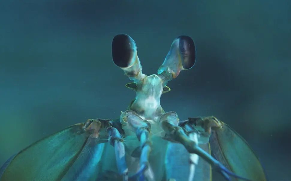 【精彩片段】螳螂虾暴打章鱼哥!打击高手!