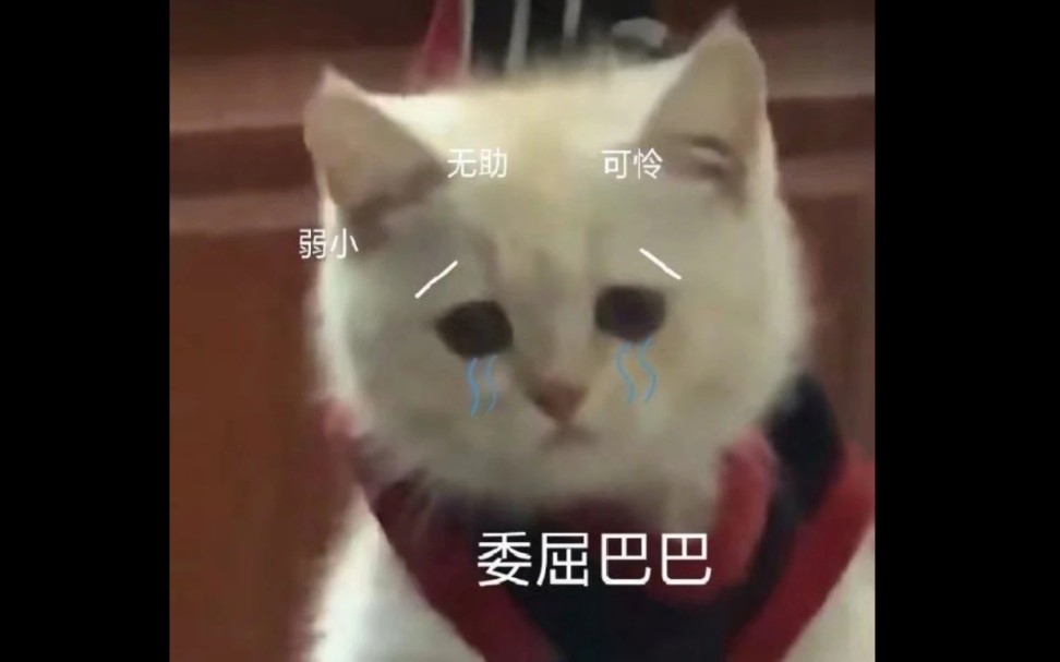 [图]好可爱，这样的小猫咪真的真实存在吗。