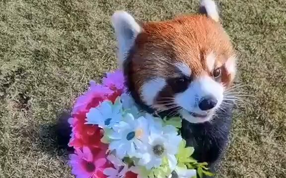 浣熊先生手捧鲜花,这是要去哪儿约会啊 #疯喵院