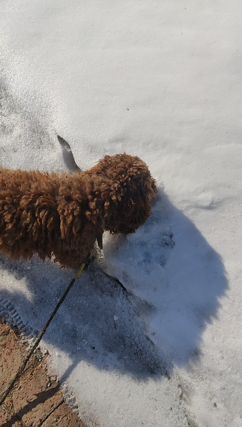 冬の食雪犬