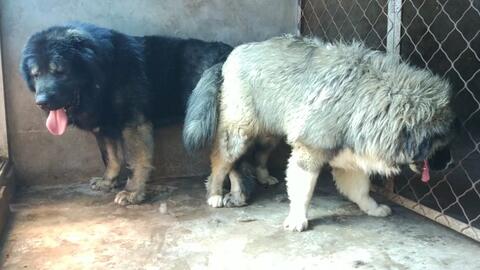 高加索犬配种是体力活 累了就趴下了 哔哩哔哩