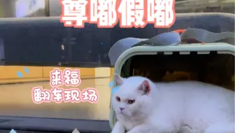 锦鲤猫翻车现场，当时都能抠出四室一厅