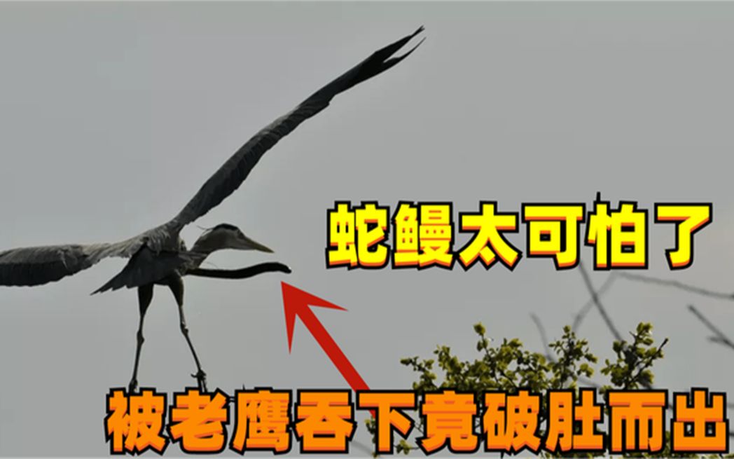 蛇鳗有多可怕被苍鹭吞下后竟破肚而出最后的下场惨不忍睹