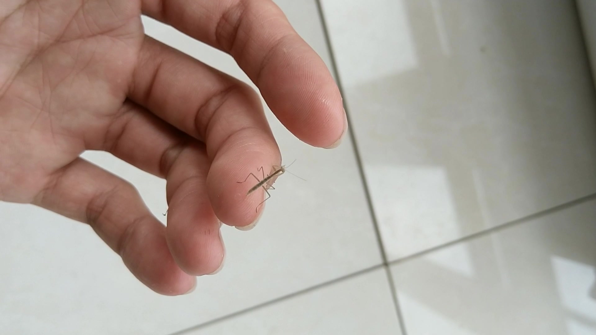 [螳螂]野生散养螳螂幼崽 超迷你_哔哩哔哩_bilibili