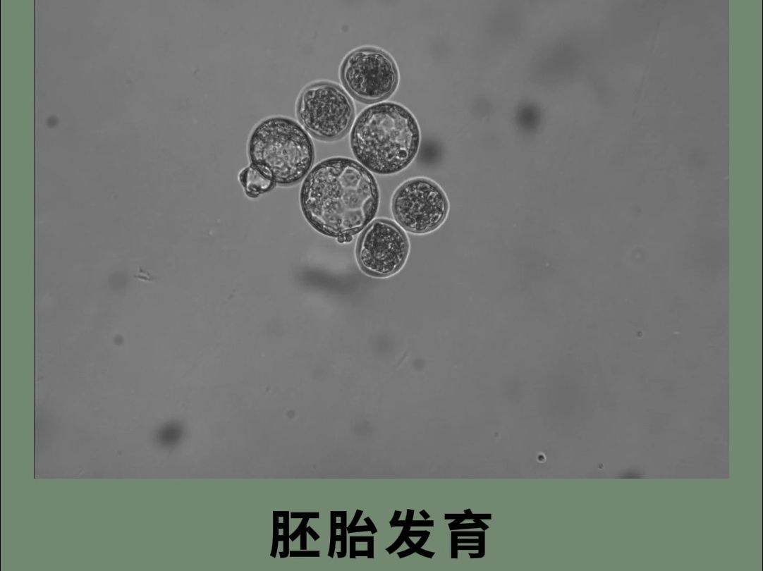 视普光电活细胞成像分析仪介绍哔哩哔哩bilibili