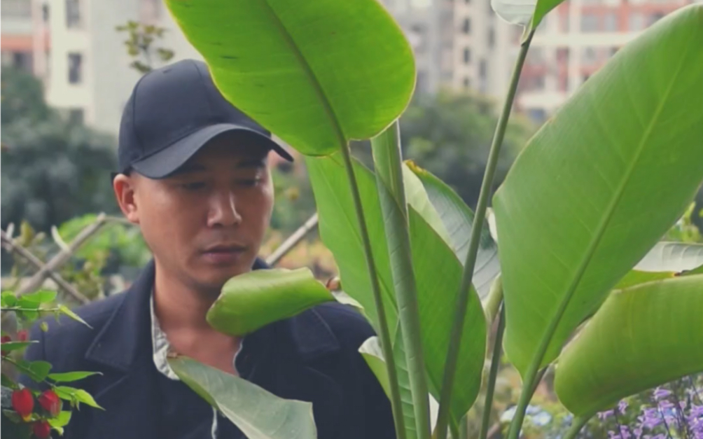 植株能达8米高,鹤望兰中巨无霸,打造热带雨林花园超合适哔哩哔哩bilibili