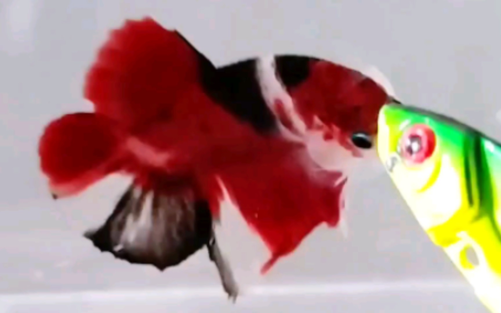 长得很奇葩的泰国将军斗鱼