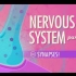 【10分钟速成课：解剖与生理】第10集 - 神经系统 part 3 突触！