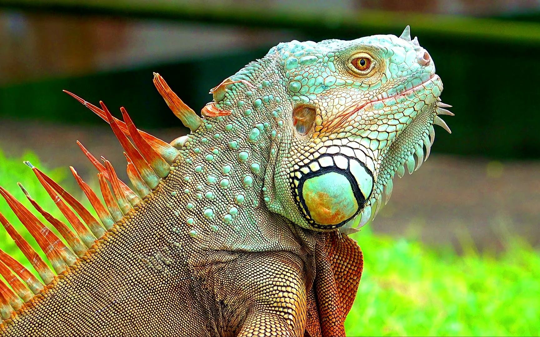 新加坡的野生犀角美洲鬣蜥(绿鬣蜥) wild iguanas singapore nature