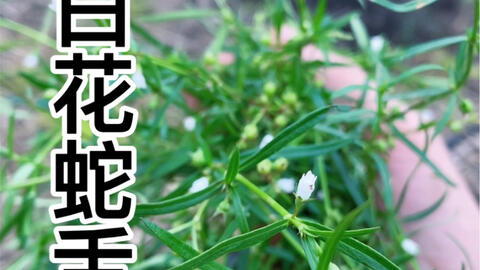 白花蛇舌草和水线草怎么分 一招搞定 哔哩哔哩
