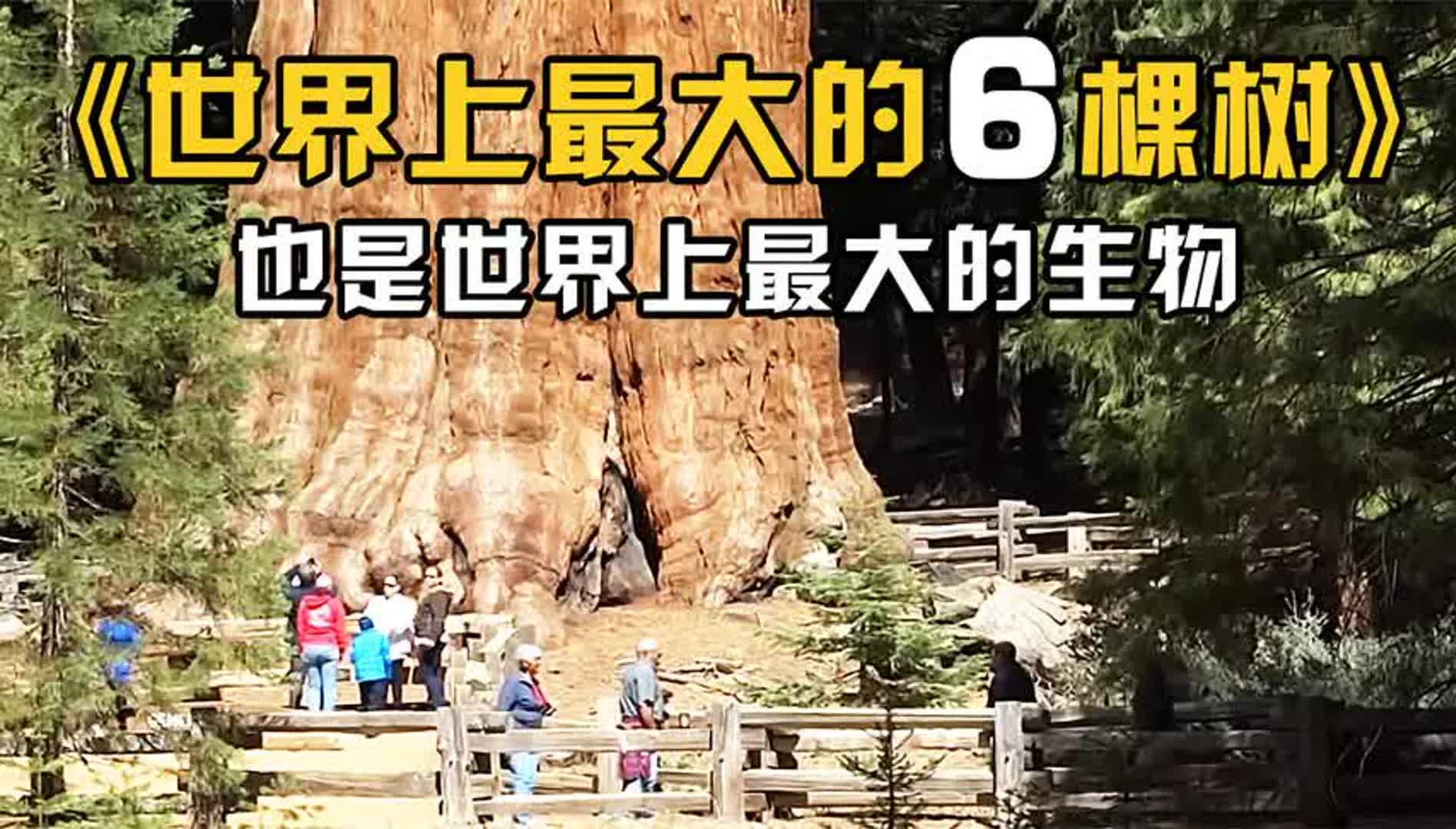 世界上最大的6棵树,也是已知世界上最大的生物!哔哩哔哩bilibili